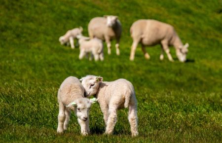 texel-vrouw-rugzak-in-het-bos